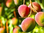 Crisis de mango en Lambayeque: agricultores volcarían 100 toneladas de producto en protesta