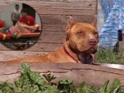 Lima: perro pittbull mata a su dueña e hija queda herida