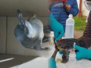 Virú: hallan un Pingüino de Humboldt en Puerto Morín