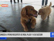 Trujillo: hijo de canino que ayudó con rescate en Real Plaza inició entrenamientos