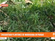 Chiclayo: encuentran plantones de marihuana en parque