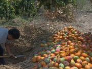 Entierran 10 mil mangos debido a plaga de mosca de la fruta