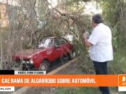 Piura: cae rama de algarrobo sobre automóvil