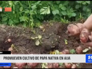 Áncash: programas promueven cultivo de papa nativa en Aija