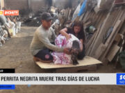 Trujillo: perrita Negrita muere tras días de lucha
