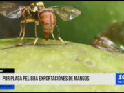 Áncash: por plaga, peligra exportación de mangos