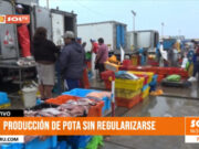 Trujillo: Precio de pota sigue inestable