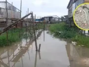 Loreto: incremento de víboras tras creciente del río Amazonas