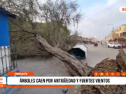 Chiclayo: árboles caen por antigüedad y fuertes vientos