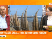 Trujillo: 80% de totorales contaminados pone en riesgo al caballito de totora