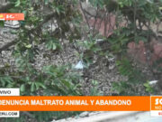 Trujillo: canes sufren desnutrición tras estado de abandono en vivienda