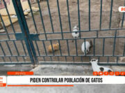Trujillo: asociación pide controlar población de gatos en el Jardín Botánico