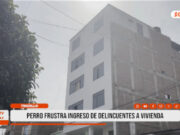 Trujillo: perro frustra ingreso de delincuentes a vivienda