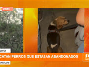 Trujillo: activistas rescataron a canes abandonados
