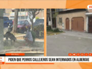 Trujillo: Vecinos piden que perros callejeros sean internados en albergue