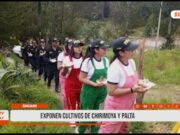 Áncash: exponen cultivos de chirimoya y palta