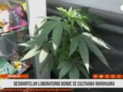 Trujillo: desmantelan laboratorio donde se cultivaba marihuana