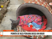 Trujillo: Luna, perrita peruana, necesita un nuevo hogar