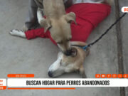 Trujillo: vecinos buscan hogar para perros abandonados