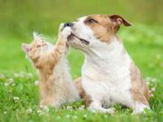 INEI incluirá un módulo sobre la crianza de mascotas en la Encuesta Nacional de Hogares