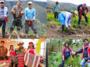 Nacional: maestros Yachachiq capacitan a miles de familias en cultivos