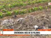 Trujillo: envenenan a más de 50 palomas