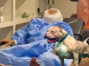 Tumbes: Niño pierde oreja tras feroz ataque de pitbull