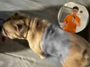 Mujer denuncia brutal agresión a su mascota; acusado afirma que defendía a la suya
