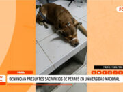Piura: acusan a universidad de sacrificar caninos sanos