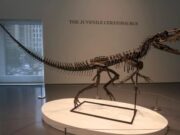 Nueva York: Ceratosaurus juvenil se subasta por cifra récord
