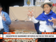 Áncash: encuentro de guardianes refuerza cultivo de papa nativa