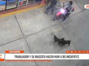 San Martín: trabajador y perro frustran asalto en grifo