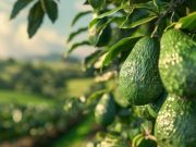 Nacional: celebran primer Día Nacional de la Palta Peruana