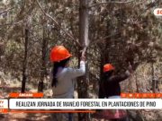 Áncash: realizan jornada de manejo forestal en plantaciones de pino
