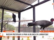 Lambayeque: impulsan conservación de la pava aliblanca en bosques secos