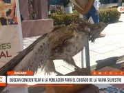 Áncash: SERFOR refuerza acciones contra comercio ilegal