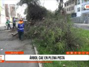 Trujillo: Árbol cae en plena avenida América Sur sin dejar heridos