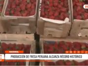 Lima: producción de fresa peruana marca récord histórico nacional