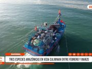 Nacional: tres especies amazónicas en veda culminan entre febrero y marzo