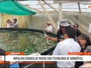 Chiclayo: impulsan crianza de paiche con tecnología simbiótica