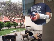 Trujillo: Estudiante denuncia mordeduras de perro dentro de la UNT