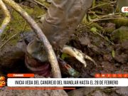 Tumbes: inicia veda del Cangrejo del Manglar hasta el 28 de febrero