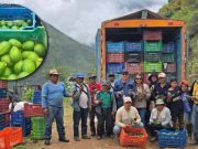 Pataz: palta Hass impulsa desarrollo agrícola con riego