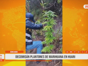 Áncash: decomisan más de 30 plantones de marihuana en Huari