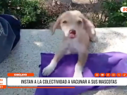 Chiclayo: instan a la colectividad a vacunar a sus mascotas