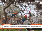 Lambayeque: Zoológico Las Pirkas recibe sello OSINFOR por rescate y cuidado de fauna silvestre