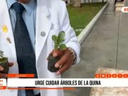 Impulsan siembra de árboles de la quina en Plaza Mayor de Trujillo para lograr récord Guinness