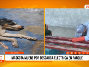 Trujillo: perro fallece electrocutado por cables pelados en parque