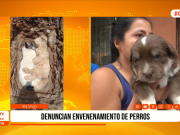 Trujillo: Vecinos denuncian envenenamiento de ocho perros en Víctor Larco y piden cámaras de seguridad