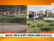 Chiclayo: toro deambuló por calles y creó zozobra